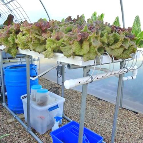 hệ nước cạn Aquaponics