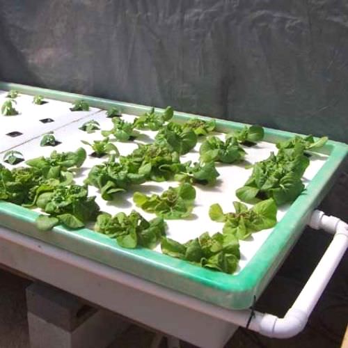 Hệ nước sâu Aquaponics