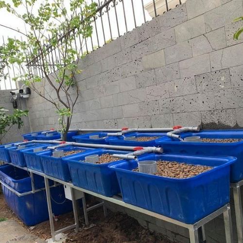 Aquaponics tưới ngập xả cạn