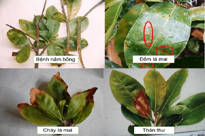 Bệnh vàng lá trên mai