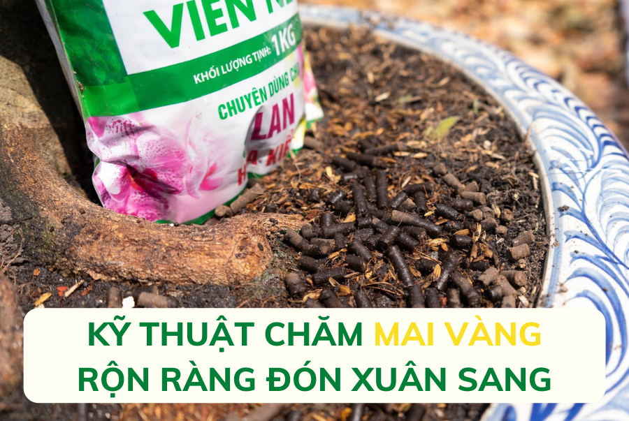 Bon Phan Trun Que Cho Mai <b>HLV</b>” width=”958″ height=”642″  ><figcaption id=caption-attachment-17878 class=wp-caption-text>(Bón phân trùn quế viên nén cho mai khỏe, đẹp)</figcaption></figure><h3 id=