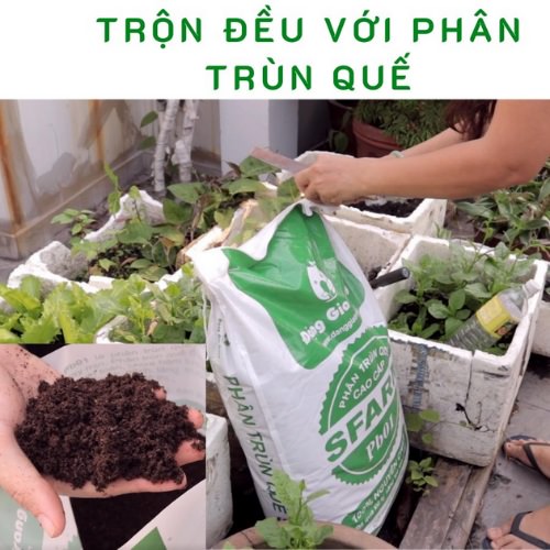 Bón phân trùn quế cải tạo đất