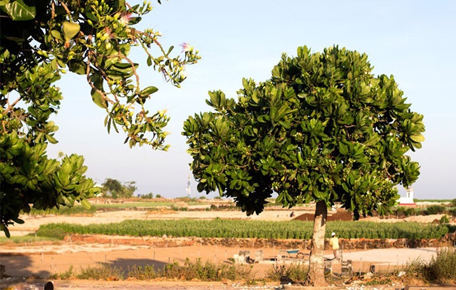 Trồng cây ở nơi rộng rãi, nhiều ánh sáng