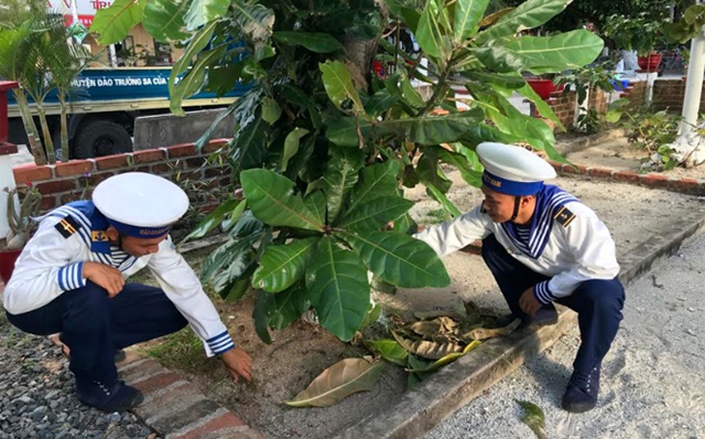 Bàng vuông là cây cảnh quen thuộc trên các đảo