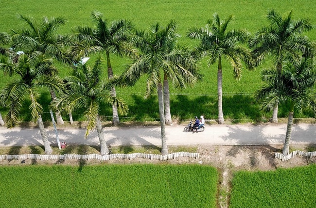 Cây còn mang khá nhiều ý nghĩa