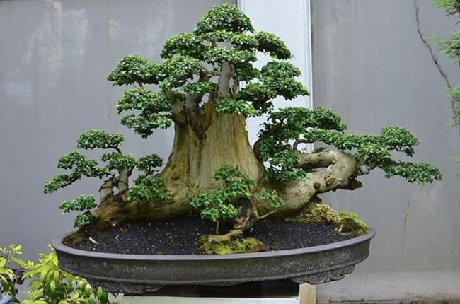 Duối thường được tạo dáng làm bonsai