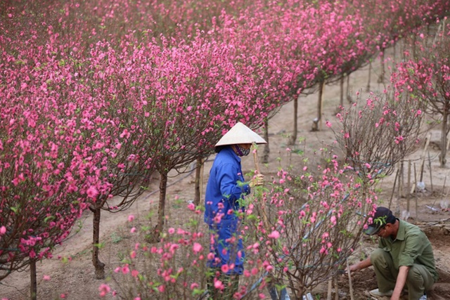 Chăm sóc đều đặn cho cây