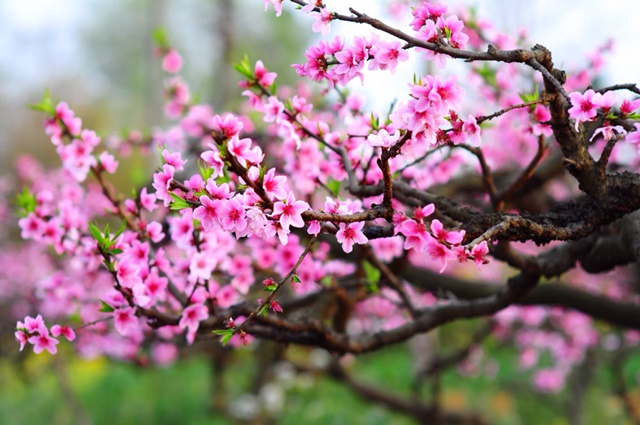 Loài hoa này mang nhiều ý nghĩa