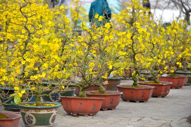 Đảm bảo đủ ánh sáng cho hoa