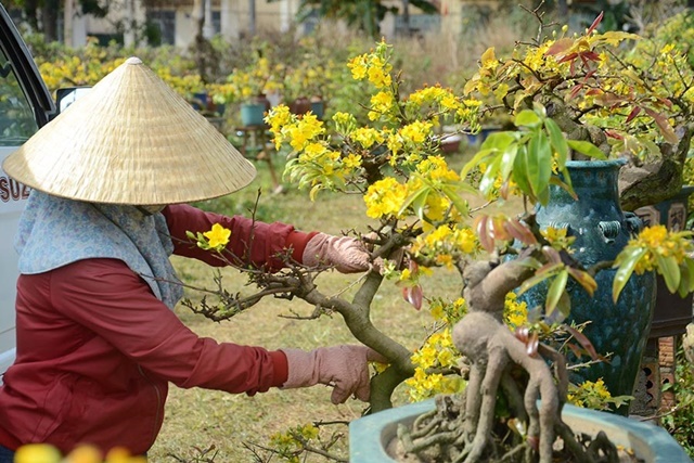 Tạo dáng cho cây hoa mai