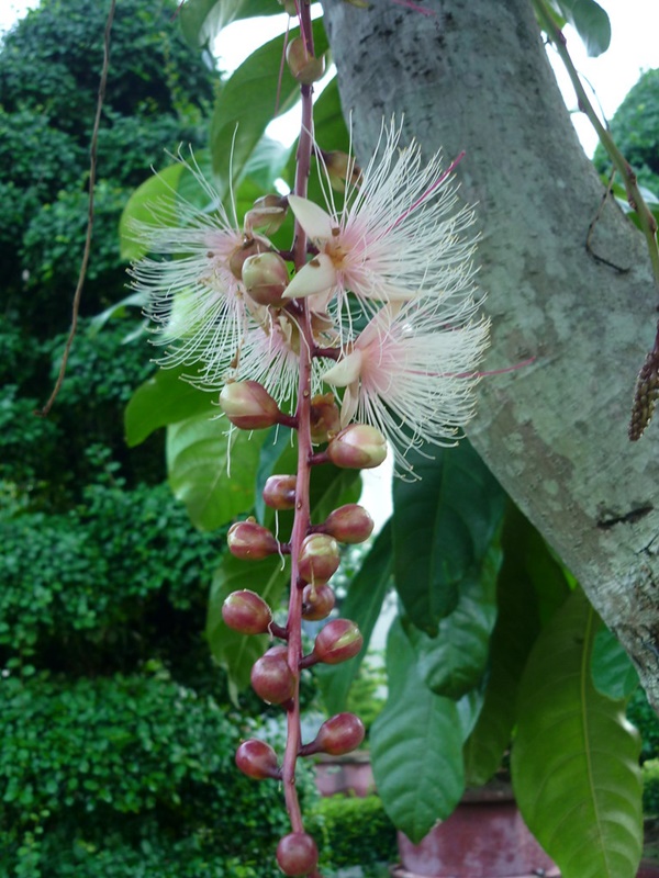 Lộc vừng hoa trắng