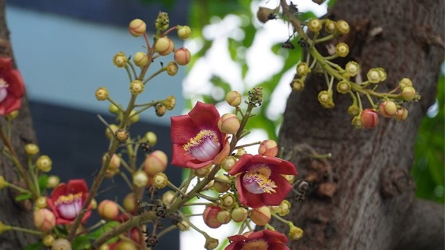 Hoa sala nở thành chùm dài