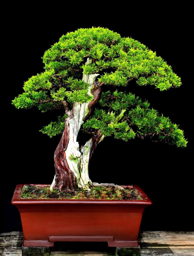 Cây trắc bách diệp được tạo dáng bonsai