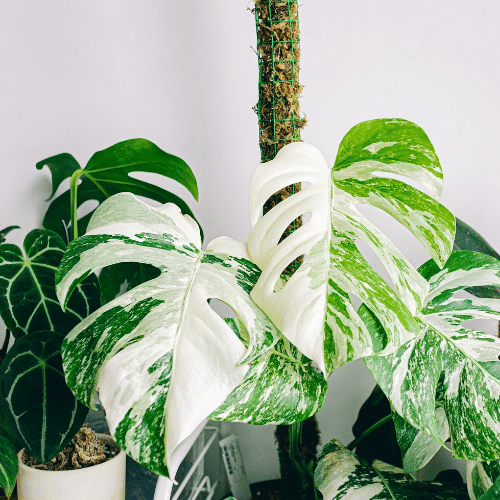 Cay Trau Ba Monstera (10)