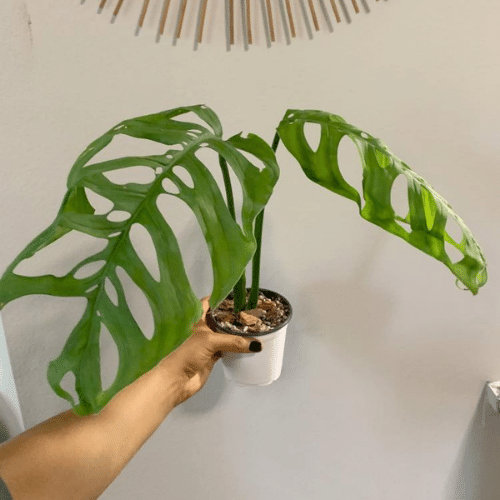 Cay Trau Ba Monstera Esqueleto