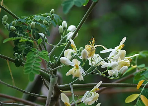 hoa cây chùm ngây sau trồng