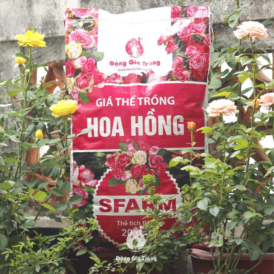 Gia The Hoa Hong <b>HLV</b>” width=”965″ height=”965″  ><figcaption id=caption-attachment-17563 class=wp-caption-text>(Giá thể hữu cơ chuyên dụng cho hoa hồng rất tốt của <b>Học Làm Vườn</b>)</figcaption></figure><p>Để cho đam mê trồng hoa hồng được dễ dàng, nhanh chóng và chuẩn hơn thì hiện nay có rất nhiều thương hiệu sản xuất đất/giá thể chuyên biệt cho hoa hồng. Tuy nhiên, ở giai đoạn trồng cây con thì bạn nên dùng các loại đất/giá thể hữu cơ cho hoa hồng nhé. Như giá thể trồng hoa hồng cao cấp <b>HLV</b> hoàn toàn là giá thể hữu cơ và tạo nên từ những thành phần rất cao cấo (ví dụ như peatmoss – rêu than bùn, phân trùn quế hữu cơ, đá perlite,…).</p><figure id=attachment_17573 aria-describedby=caption-attachment-17573 style=