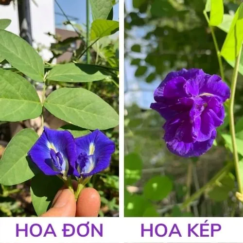 phân loại hoa đậu biếc