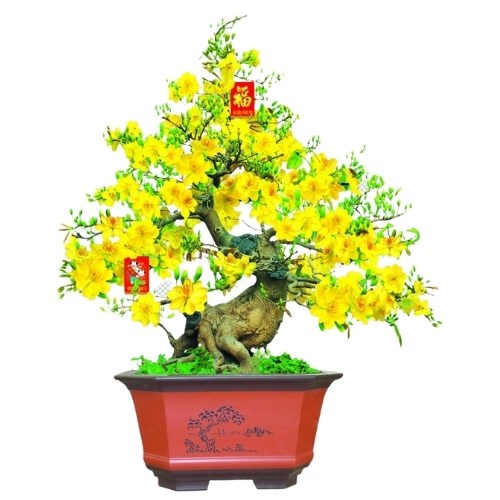 hoa mai bonsai