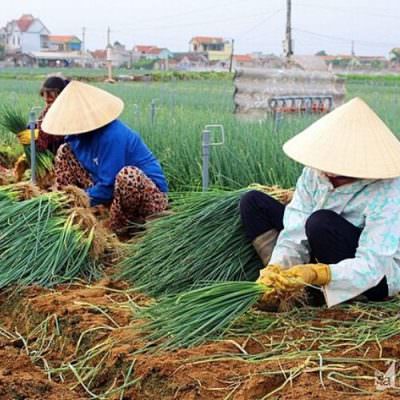 Kỹ thuật trồng hành lá