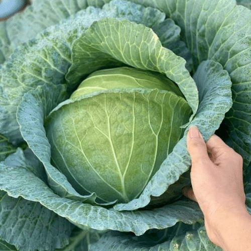 Trong Bap Cai