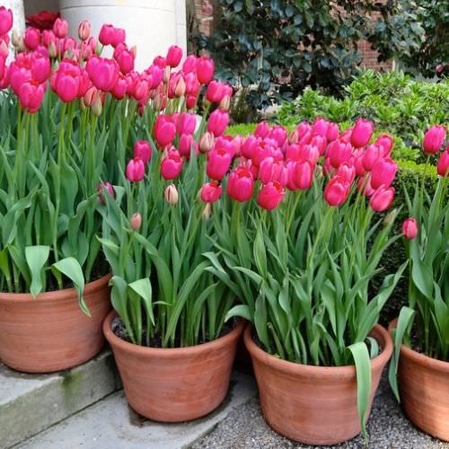 Trồng hoa tulip trong chậu chơi Tết cực đơn giản