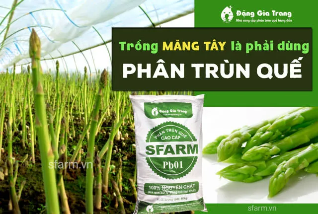 trong-mang-tay-la-phai-dung-phan-trun-que