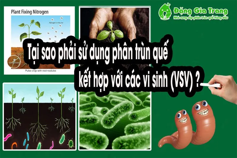 Trùn quế và vi sinh