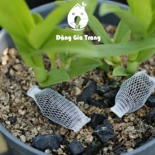 Bón phân cho Lan bằng túi lưới