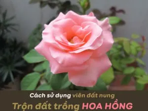 cach-su-dung-vien-dat-nung-tron-dat-trong-hoa-hong