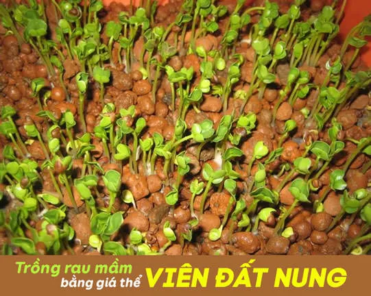 Trồng rau mầm bằng viên đất nung